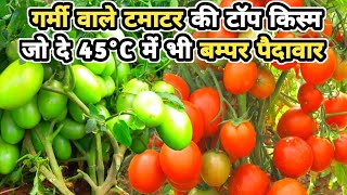 Tamatar Ki Top Variety Garmi Ke Liye  Tamatar Ki Kheti Top किस्म गर्मी के लिए  Tomato farming [upl. by Adlay179]