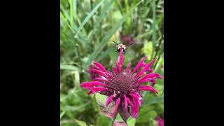 Clearwing Hummingbird Moth in Bee Balm [upl. by Caldwell583]