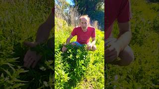 Nettle leaf goosefoot chenopodiastru m murale herbs foraging nativeplants adventure explore [upl. by Bobbe]