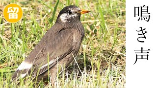 ムクドリの鳴き声（地鳴き） [upl. by Milak467]