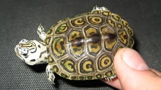 Fall Terrapin Update [upl. by Clintock]