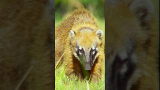 Coatimundi  Most Unusual Pet Ever shorts reels viralvideos [upl. by Celine]