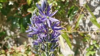 Camassia leichtlinii care amp cultivation of the Great Camas loved by bees and other pollinators [upl. by Ise]