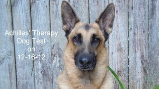 Achilles Therapy Dog Test 121612 [upl. by Einnoj]