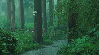 Listen to the rain on the forest path relax reduce anxiety and sleep deeply [upl. by Dennet]