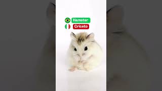 Nome de animais em italiano  Aprenda italiano [upl. by Andra]