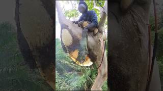 Techniques For Removing Bees From The Hive 😳 [upl. by Danny253]