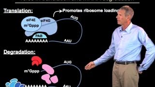 Regulation of mRNA degradation  Roy Parker BoulderHHMI [upl. by Adamina954]