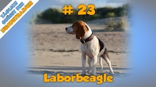 Laborbeagle  Hundeschule Stadtfelle  Labor Tiere  TGH 23 [upl. by High652]