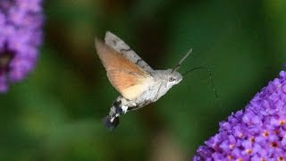 Kolibrievlinder Macroglossum stellatarum  Pijlstaarten familie  Sphingidae [upl. by Alusru]