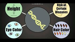 Biology with subtitle through AMOEBA SISTERS  DNA Chromosomes Genes and Traits [upl. by Ziom]