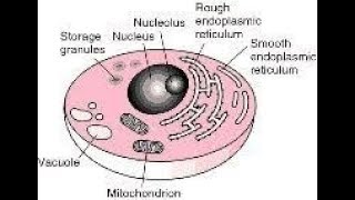 What is difference between Nucleus amp Nucleolus [upl. by Kazue]