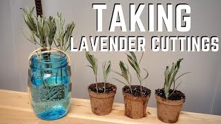 Propagating Lavender by Cuttings 💜 QG Day 22 [upl. by Charissa]