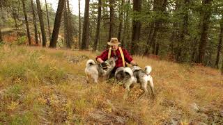 Instincts in Norwegian Elkhounds [upl. by Mohsen]