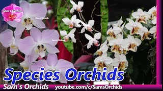 Species Phalaenopsis Orchids in an Orchid Nursery [upl. by Jerrold]