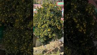 LEMON TREE lemontree lemon love music youtubeshorts shorts NatureLovingWoman [upl. by Nylrehs327]