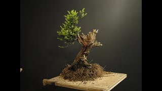 Taxus baccata English Yew Bonsai 15 [upl. by Etteiram794]