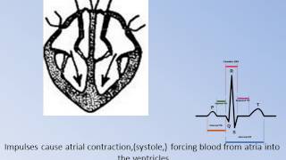 Circulatory System 1 Cardiac V2 [upl. by Raphaela]