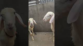 Delhi dumba farming haider goat farmhgf [upl. by Noruq149]