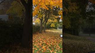 Beautiful Autumn leaves in UK இலையுதிர் காலம் இங்கிலாந்தில் tamil tamilvlog tamilnadu uktamil [upl. by Rocher]