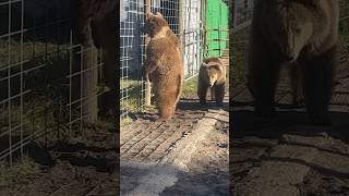 Bears are always curious bear bears grizzlybear brownbear animals wildlife rescue animal [upl. by Mehelhteb]