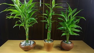 Easiest Way to Grow Lucky Bamboo  How to Propagate Lucky Bamboo [upl. by Aveer]