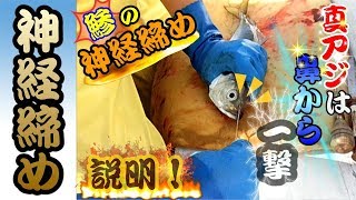 【神経締め・鯵編】アジ釣りの釣行で釣れた 鯵の神経締めを、ご説明させて頂きました！ [upl. by Yecnay]