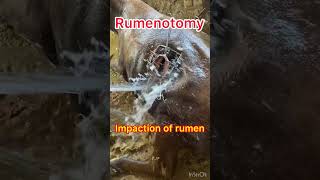 Impaction of rumen l Rumenotomy l Dr Umar Khan [upl. by Naraa]