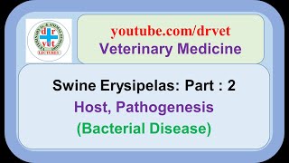 Swine Erysipelas Part 2  host pathogenesis [upl. by Pryce]