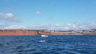 Dolphins in Exmouth Devon UK 17th Sept 2017 [upl. by Hance831]