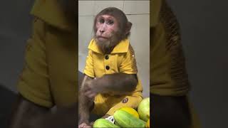 Super funny  CUTIS has a great appetite😄cutis babymonkeycutis monkey shortvideo [upl. by Elgar]