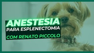 Esplenomegalia em cães [upl. by Nidnerb]