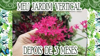 COMO ESTARÁ O MEU JARDIM VERTICAL DEPOIS DE 3 MESES [upl. by Atnauqal]