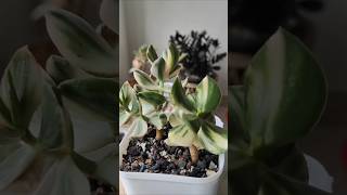 Crassula Ovata Variegata aka Jade plant white variegated shorts [upl. by Shugart684]