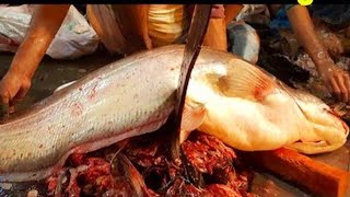 Giant 18KG Wallago Attu Catfish Boal Fish Cutting By Expert Cutter  Fish Cutting Skills [upl. by Oniger]