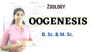 Oogenesis  B Sc and M Sc  Zoology [upl. by Acinorehs305]