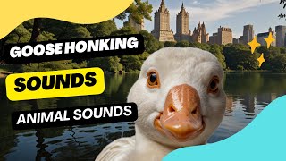 Goose Honking Sounds  goose sounds  the sound a goose makes [upl. by Einhorn]