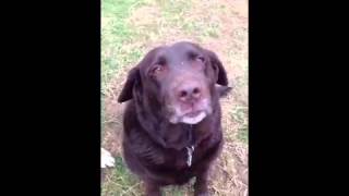 Available Dogs at Mending Hearts Animal Rescue [upl. by Ladnor]