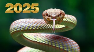 2025 Year of the Snake in the Chinese Zodiac [upl. by Ehtyde]