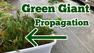 Green Giant Arborvitae Propagation The Easy Way  Part 1  Rooting Thuja Green Giants [upl. by Karole]