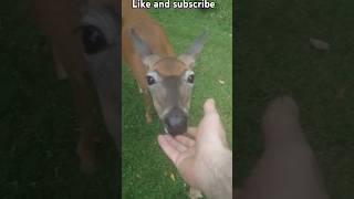 The Deer Whisperer Cute Deer being very friendly animal nature wildlife shorts [upl. by Lilian]