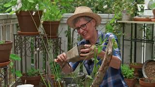 Mein Insektenbalkon – ein Sumpfbeet anlegen  „Gabis Garten“ mit Gabi Pratz [upl. by Eyak]