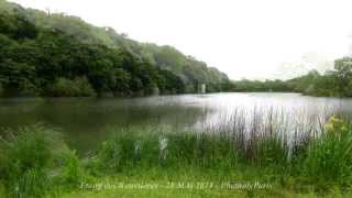 Cormoran Grèbe Huppé  28 Mai 2014  Etang des Roussières [upl. by Anifur]