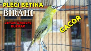 Pleci betina BIRAHI memanggil jantan [upl. by Betthezul]