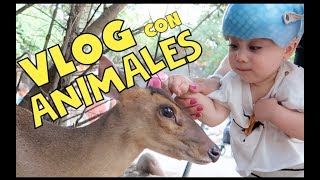 VLOG DIARIO CON ANIMALES  zoologico FAUNIA MADRID 2018 [upl. by Rockafellow]