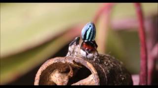 Undescribed Maratus  Liddel NSW Australia [upl. by Dill363]