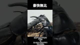 ホペイオオクワガタ 銀三 vs インターメディアツヤクワガタ ギャラバル insects 昆虫バトル 虫バトル クワガタ [upl. by Luis]