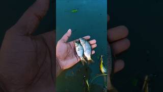 Fish 2 zomping video heron birds nature viralvideo fishing animals shortvideo shorts short [upl. by Annairb976]