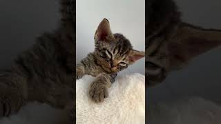 很愛睡覺的寶寶，努力上課ing cat cute 德文卷毛猫 kitten pets cutecat funny animals love 德文貓舍 [upl. by Sanders]