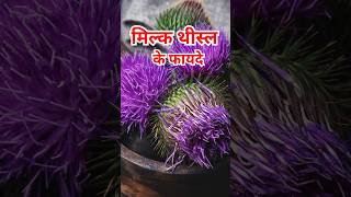 मिल्क थीस्ल के फायदेmilk thistle ke fayde ytshorts healthtips ayurveda [upl. by Ettennil]